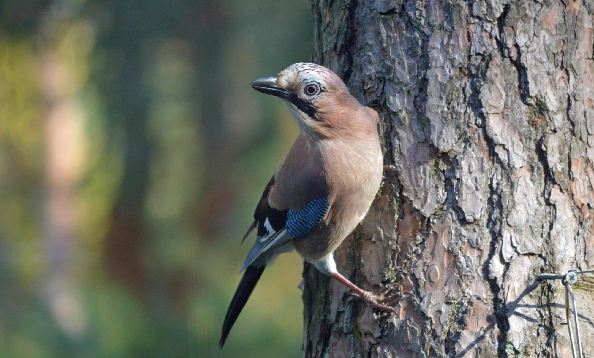 Boshuis Turquoise / Smaakvol Genieten Op De Veluwe Гундерло Екстер'єр фото
