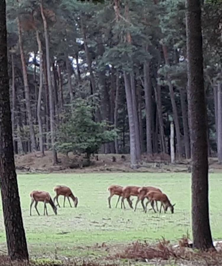 Boshuis Turquoise / Smaakvol Genieten Op De Veluwe Гундерло Екстер'єр фото