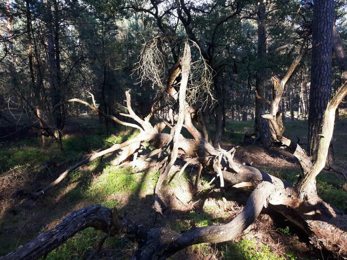 Boshuis Turquoise / Smaakvol Genieten Op De Veluwe Гундерло Екстер'єр фото